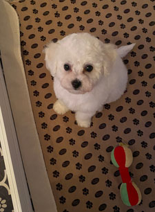Cyerra Aged 9 Weeks